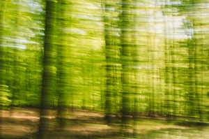 Forest composing, deciduous forest, alienated Forest composing, deciduous forest, alienated